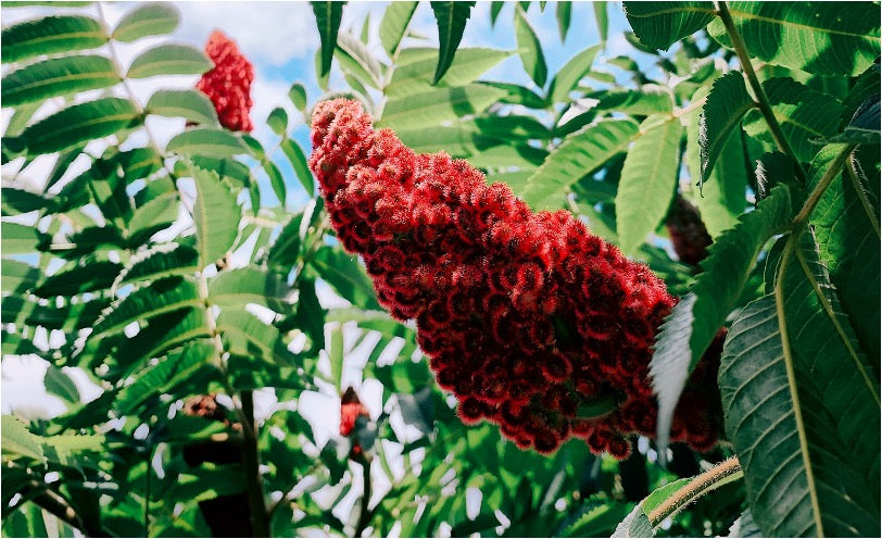 sumac plant